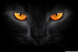 black_cat